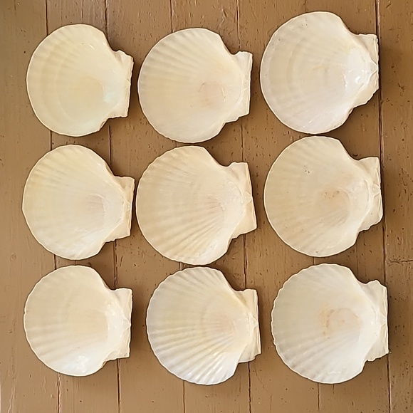 Medium Scalloped Clam Shells - Picture 2 of 11